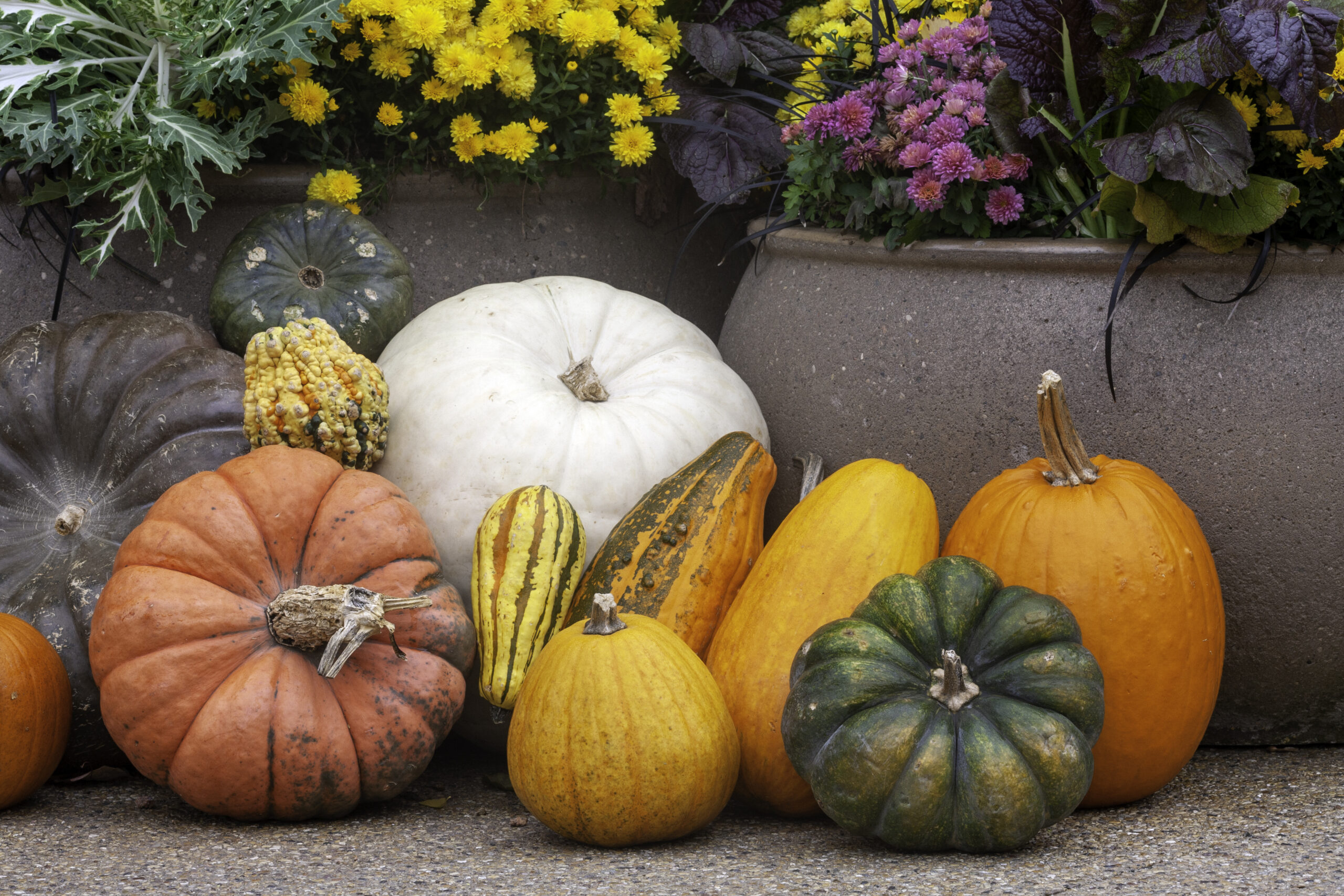 Free Shipping On Pumpkin Forms – Home and Garden